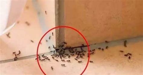 奇門遁甲佈局 家裡出現 小螞蟻